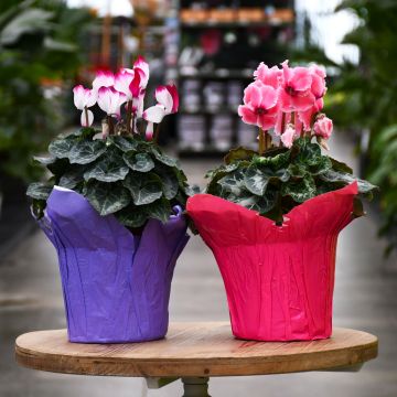 Cyclamen with Foil Cover