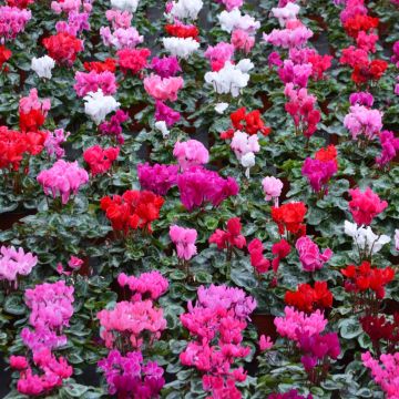 Cyclamen with Christmas Foil Cover