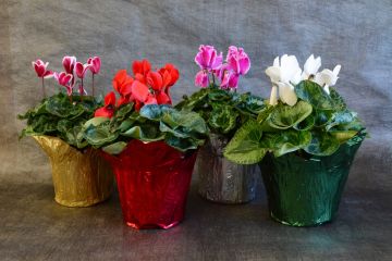 Cyclamen with Foil Cover