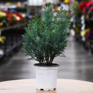 Chamaecyparis, False Cypress 'Moonlit'