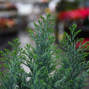 Chamaecyparis, False Cypress 'Moonlit'