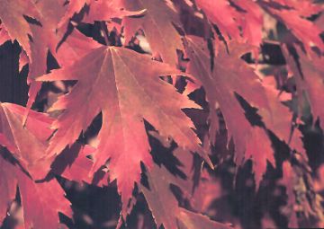 Acer, Freeman Maple 'Firefall™'