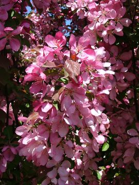 Malus, Flowering Crabapple 'Rejoice™'