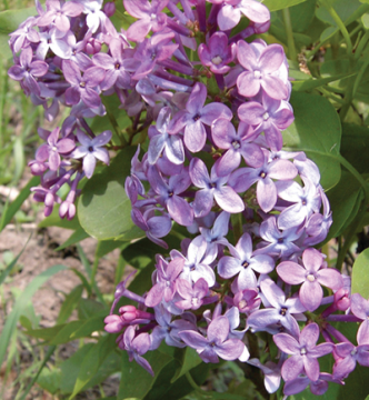 Syringa, Common Lilac 'Prairie Petite'