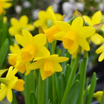 Daffodils