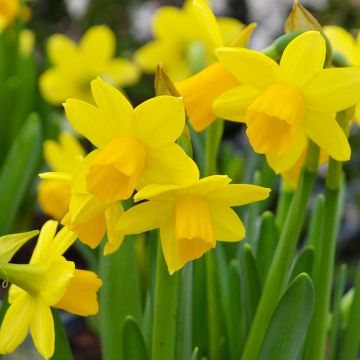Narcissus, Daffodils in Pot