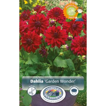Dahlia, Decorative 'Garden Wonder'