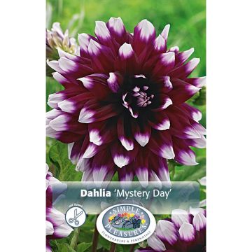 Dahlia, Decorative 'Mystery Day'