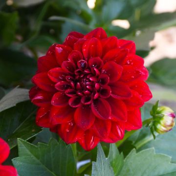Dahlia, Novation® 'Red'