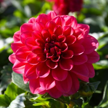 Dahlia, Novation® 'Salmon'