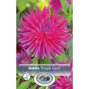 Dahlia, Cactus 'Purple Gem'