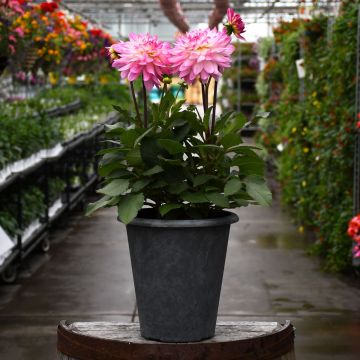 Dahlia 'Sincerity' Patio Planter