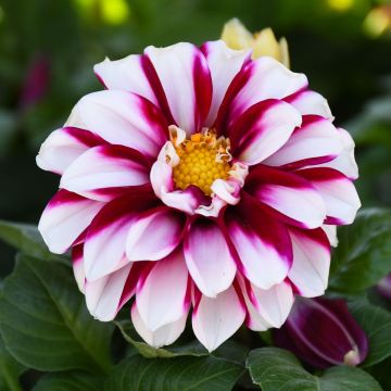 Dahlia, 'Crimson Picotee'