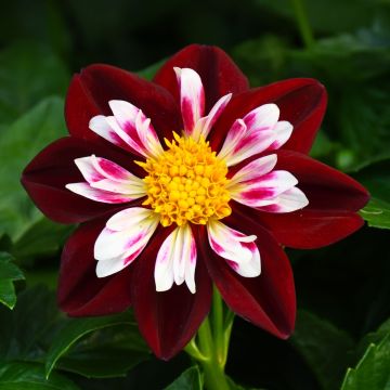 Dahlia, Starsister® 'Red and White'