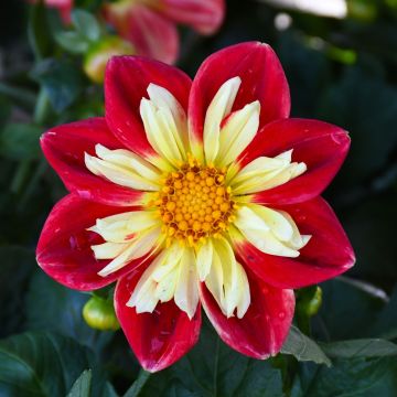 Dahlia, Starsister® 'Scarlet and Yellow'