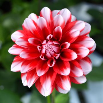 Dahlia, Venti™ 'Red and White'