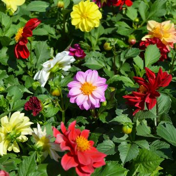 Dahlia, Fresco™ Formula Mix