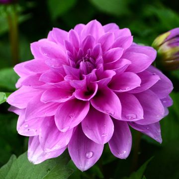 Dahlia, Hypnotica® 'Lavender'