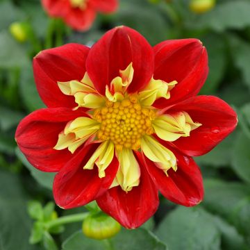 Dahlia, 'Red and Yellow'