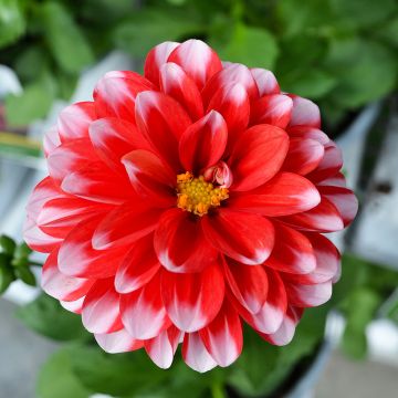 Dahlia, 'Red and White'