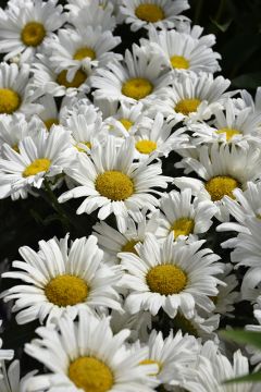 Leucanthemum, Shasta Daisy 'Daisy May®'