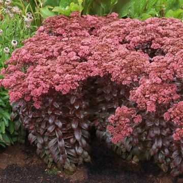 Sedum, Stonecrop 'Dark Magic'