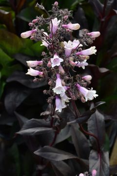 Penstemon, Beardtongue 'Dark Towers'