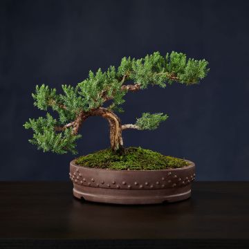 Bonsai Workshop | Saturday, June 21st