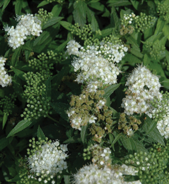 Spiraea, Japanese Spirea 'White'