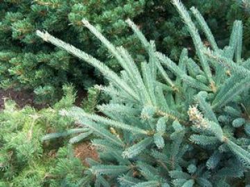 Picea, Oriental Spruce 'Deer Run'