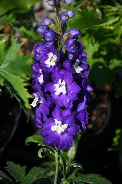 Delphinium, Candle Larkspur 'Delphina™ Dark Blue, White Bee'