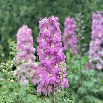 Delphinium, Mini Larkspur 'Mini Pinks' 