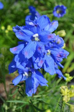 Delphinium, Siberian Larkspur 'Blue Mirror'