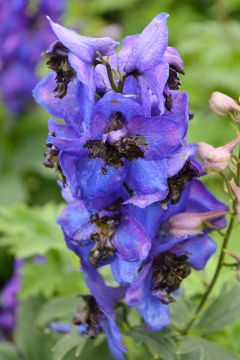 Delphinium, Candle Larkspur 'Magic Fountains Dark Blue, Dark Bee'