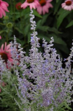 Perovskia, Russian Sage 'Denim ‘n Lace'