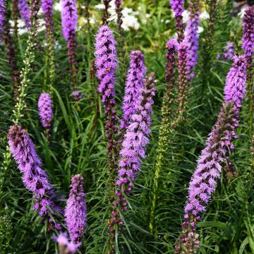 Liatris, Dense Blazingstar 'Minnesota Native'