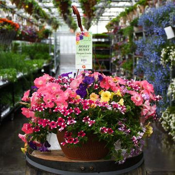 'Honey Bunny' Designer Combo Hanging Basket