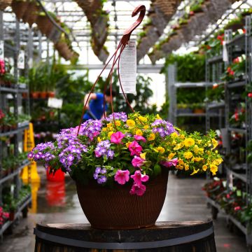 'Pink Lemonade' Designer Combo Hanging Basket