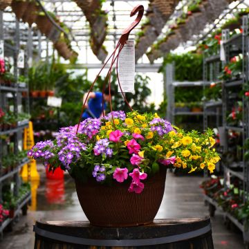 13&quot; Hanging Basket Designer Combo Pink Lemonade