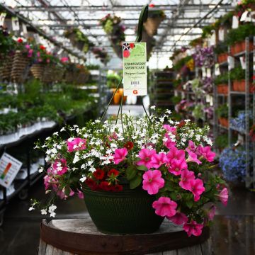 'Strawberry Shortcake' Designer Combo Hanging Basket