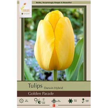 Tulipa, Darwin Hybrid Tulip 'Golden Parade'