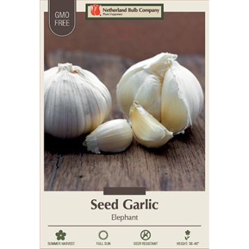 Allium, Seed Garlic Softneck 'Elephant' (spring)