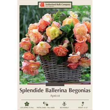 Begonia, Splendide Ballerina 'Apricot'