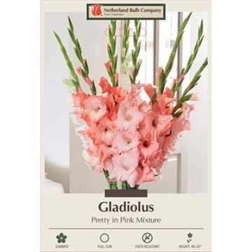 Gladiolus 'Pretty in Pink Mixture'