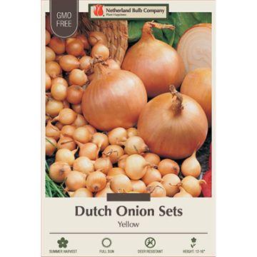 Allium, Dutch Onion Sets 'Stuttgarter Riesen'