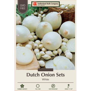 Allium, Dutch Onion Sets 'Snowball'