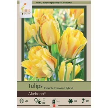 Tulipa, Double Darwin Hybrid Tulip 'Akebono'
