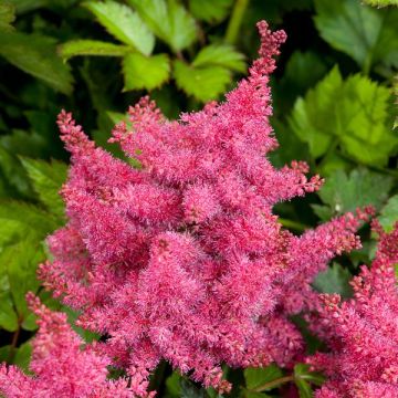 Astilbe, Hybrid Astilbe 'Short 'N Sweet Raspberry'