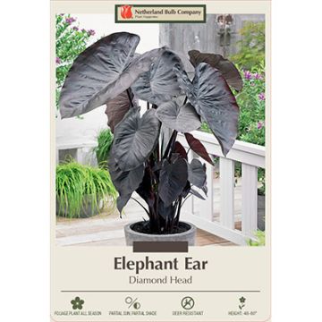 Colocasia, Elephant Ear 'Diamond Head'