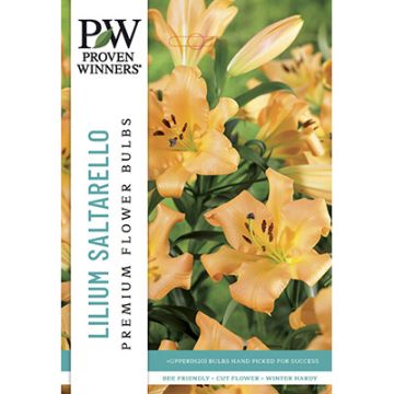 Lilium, Fragrant Lily 'Saltarello'